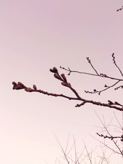 桜：xperia140324-2