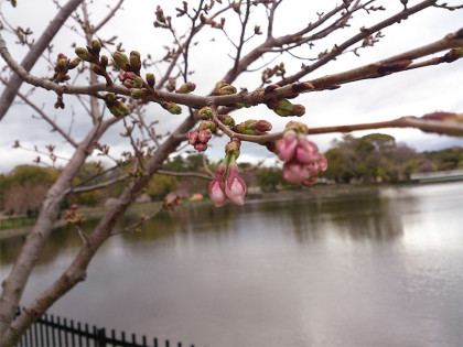桜：xperia140327