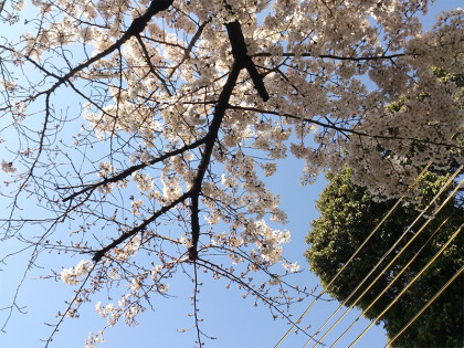 桜：xperia140402-2