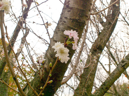 十月桜：xperia141116-3